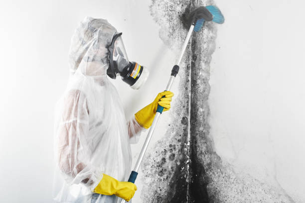 Best Dehumidification Services  in Washoe Valley, NV