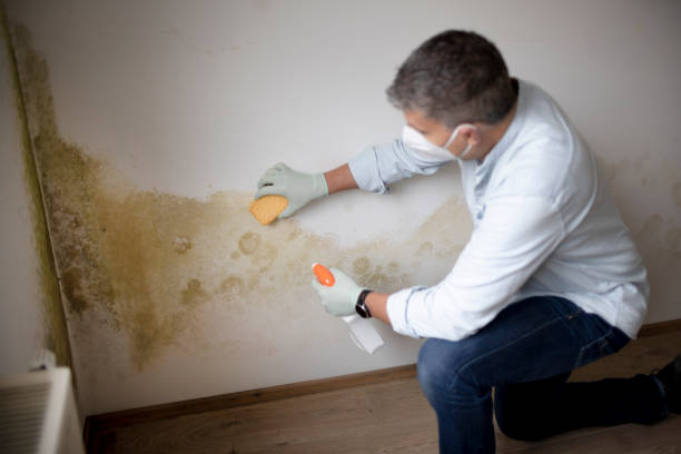 Best Asbestos and Lead Testing During Mold Inspection  in Washoe Valley, NV
